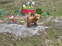 Little Betty, a female Miniature Goldendoodle for sale in Brighton, MO – Photo 2 of 3