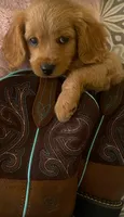 Ari, a female Cavapoo for sale in Olympia, WA – Photo 2 of 10