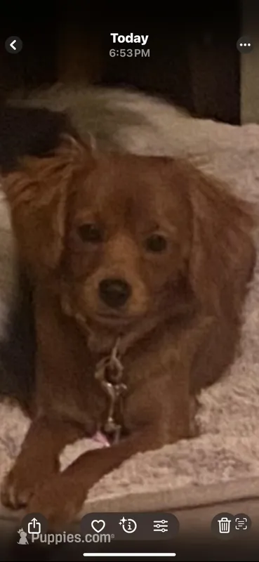 Ari – Cavapoo puppy for sale in Olympia, WA