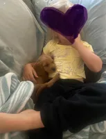 Ari, a female Cavapoo for sale in Olympia, WA – Photo 5 of 10