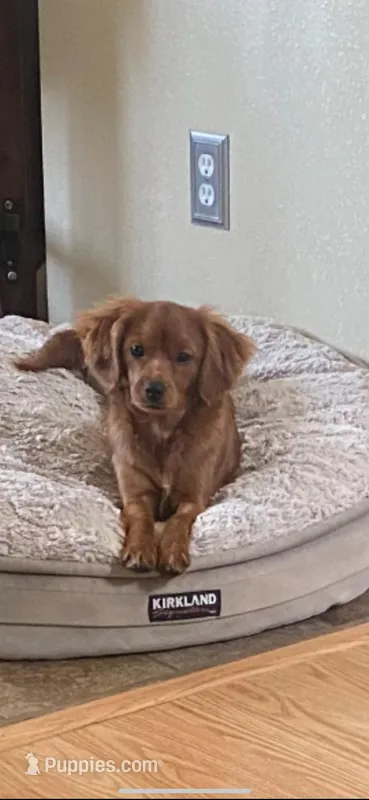 Ari – Cavapoo puppy for sale in Olympia, WA