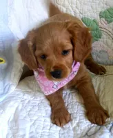 Ari, a female Cavapoo for sale in Olympia, WA – Photo 3 of 10