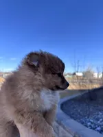 Pom Girl , a female Pomeranian for sale in Denver, CO – Photo 2 of 7