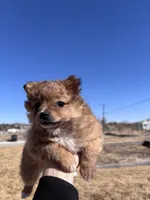 Pom Girl , a female Pomeranian for sale in Denver, CO – Photo 3 of 7