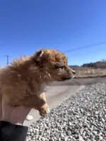 Pom Girl , a female Pomeranian for sale in Denver, CO – Photo 4 of 7