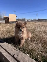 Pom Girl , a female Pomeranian for sale in Denver, CO – Photo 7 of 7