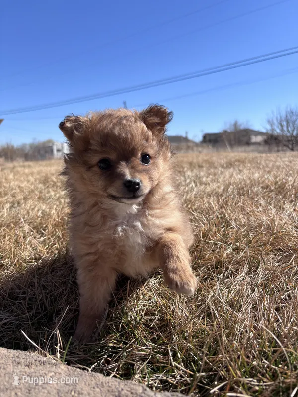 Pom Girl  – Pomeranian puppy for sale in Denver, CO