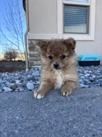Pom Girl , a female Pomeranian for sale in Denver, CO – Photo 6 of 7