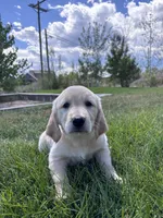 Golden Girl, a female Golden Retriever for sale in Denver, CO – 4 of 4