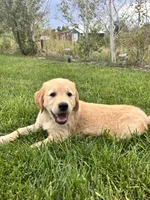 Boy, a male Golden Retriever for sale in Denver, CO – 3 of 3