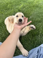 Girl, a female Golden Retriever for sale in Denver, CO – 5 of 6