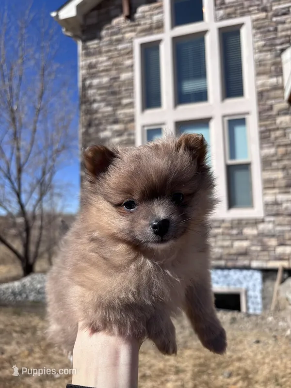 Pomeranian Boy 
