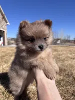 Pomeranian Boy , a male Pomeranian for sale in Denver, CO – Photo 3 of 3