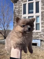 Pomeranian Boy , a male Pomeranian for sale in Denver, CO – Photo 2 of 3
