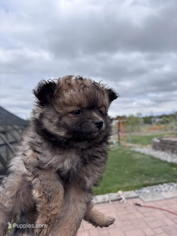 Pomeranian Girl  – Pomeranian puppy for sale in Denver, CO