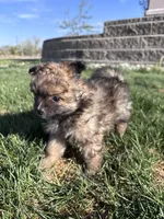 Pomeranian Girl , a female Pomeranian for sale in Denver, CO – 2 of 5