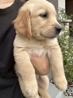 Gold Boy, a male Golden Retriever for sale in Denver, CO – 2 of 5