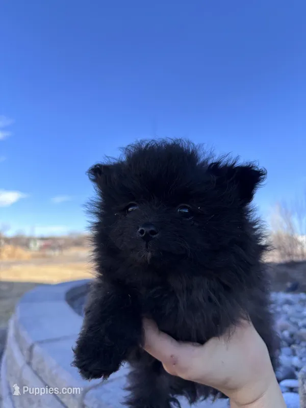 Pom boy  – Pomeranian puppy for sale in Denver, CO