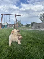 Girl, a female Golden Retriever for sale in Denver, CO – 6 of 6