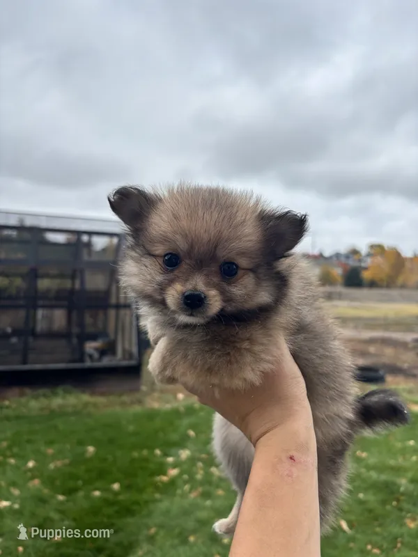 Pom – Pomeranian puppy for sale in Denver, CO