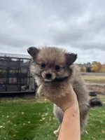 Pom, a male Pomeranian for sale in Denver, CO – 1 of 2
