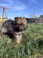 Pomeranian Girl , a female Pomeranian for sale in Denver, CO – 4 of 5