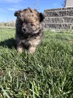 Pomeranian Girl , a female Pomeranian for sale in Denver, CO – 3 of 5