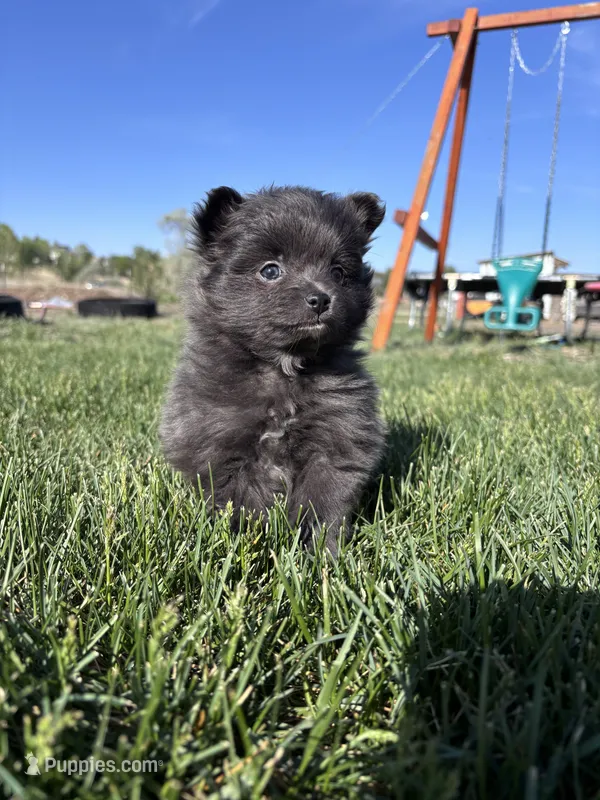 Pom girl  – Pomeranian puppy for sale in Denver, CO
