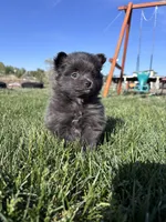 Pom girl , a female Pomeranian for sale in Denver, CO – 1 of 4