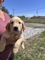 Gold Boy, a male Golden Retriever for sale in Denver, CO – 3 of 5