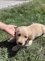 Golden Boy , a male Golden Retriever for sale in Denver, CO – 3 of 3