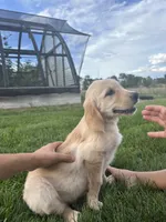 Girl, a female Golden Retriever for sale in Denver, CO – 4 of 6