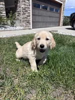 Golden Girl, a female Golden Retriever for sale in Denver, CO – 1 of 4