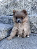 Pomeranian boy , a male Pomeranian for sale in Denver, CO – Photo 1 of 7