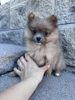 Pomeranian boy , a male Pomeranian for sale in Denver, CO – Photo 5 of 7
