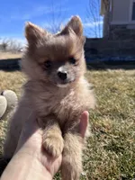 Pomeranian boy , a male Pomeranian for sale in Denver, CO – Photo 7 of 7