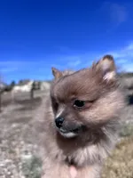 Pomeranian boy , a male Pomeranian for sale in Denver, CO – Photo 2 of 7