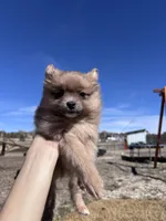 Pomeranian boy , a male Pomeranian for sale in Denver, CO – Photo 4 of 7