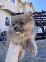 Pomeranian boy , a male Pomeranian for sale in Denver, CO – Photo 3 of 7