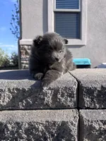 Pom girl , a female Pomeranian for sale in Denver, CO – 4 of 4