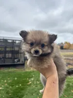 Pom, a male Pomeranian for sale in Denver, CO – 2 of 2
