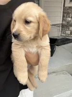 Gold Boy, a male Golden Retriever for sale in Denver, CO – 4 of 5