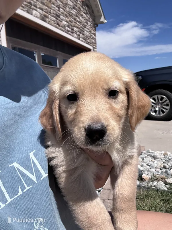 Gold Boy – Golden Retriever puppy for sale in Denver, CO