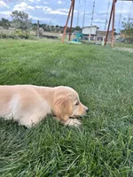 Girl, a female Golden Retriever for sale in Denver, CO – 2 of 6