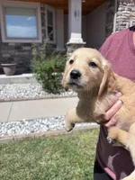 Gold Boy, a male Golden Retriever for sale in Denver, CO – 5 of 5