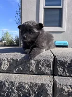 Pom girl , a female Pomeranian for sale in Denver, CO – 3 of 4