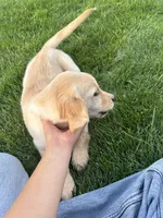 Girl, a female Golden Retriever for sale in Denver, CO – 3 of 6
