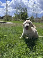 Golden Girl, a female Golden Retriever for sale in Denver, CO – 2 of 4
