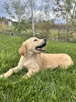 Boy, a male Golden Retriever for sale in Denver, CO – 1 of 3