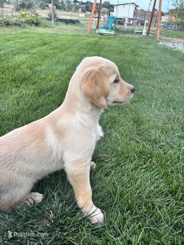 Girl – Golden Retriever puppy for sale in Denver, CO